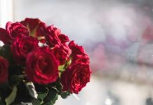 best-rose-flower-images