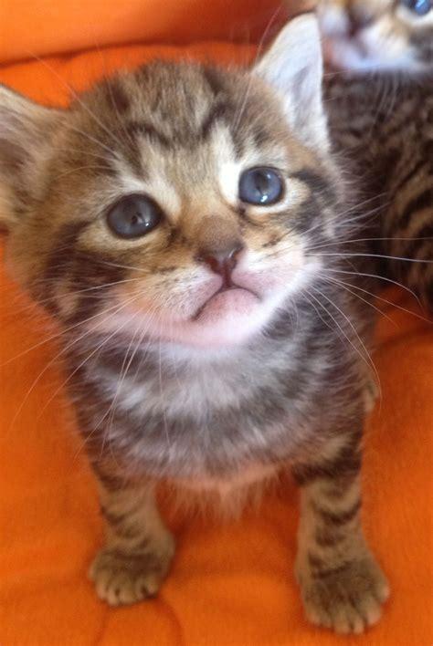 Download image about Super Cute Squishy  Cute Super cute Hello kitty cute-image
