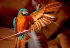 Parrot Photos, Images, Pics & HD Wallpapers Download