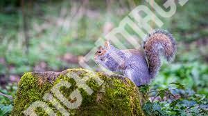 Squirrel Photos, Images, Pics & Wallpapers